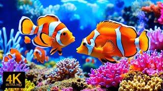 The Best 4K Aquarium - Explore the Stunning World of Sea Jellyfish and Beautiful Coral Reef Fish. #8