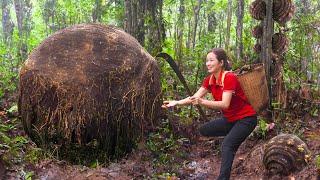 Harvesting Grapefruit climbing trees in the jungle | Warm Honey Grapefruit Tea on Winter Days