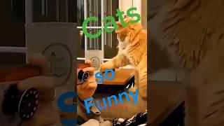 Cats so Funny #cats #youtubeshorts