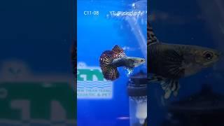 Half-Moon and Crowntail Guppies - Class 11 | Penang Guppy Competition