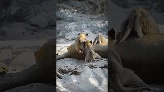 Cute! Little Lion Cubs Suckling (4 newest members of the Ntsevu Pride)