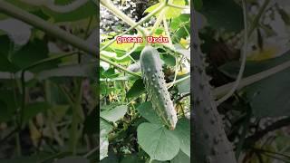 Al Quran Urdu Translation #youtubeshorts #shorts #ytshorts #trending #viralshorts #quran #islam #1m