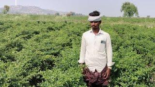 Sanket  -Saivi Seeds pvt ltd  -  Kiran Hybrid seeds , Ballari