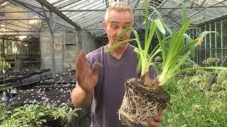 How to divide agapanthus at stinky ditch nursery Sep ‘19