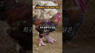 세계에서 가장 비싼 치킨 #shorts