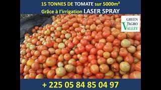 15 TONNES DE TOMATE GRACE AU LASER SPRAY SUR 5000 M²