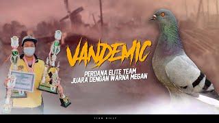 FINAL OF THE FREE DOVE FIGHTING INDONESIA RISES | TOTAL PRIZE OF 35 MILLION IPI TELESCOPE ARENA S...