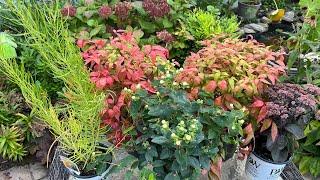 Hello FALL Clearance Plant Haul