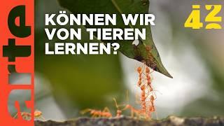 Haben Tiere bessere Staaten? | 42 - Die Antwort auf fast alles | ARTE