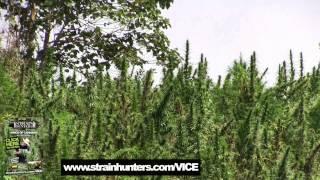 Colombia: Kings of Cannabis w/ VICE (Teaser)