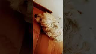 How a dog climb the stairsHow cute #furmom #dog