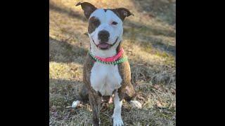 Adopt Roxy Quick Video Clip Best Friend Dog and Animal Adoption Inc. 10/27/24