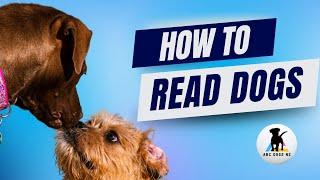 How to read dog behaviour. Looking at a dogs body language and how dogs communicate.