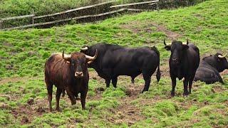 Touros JAF - No Silêncio Do Campo Alguns Aguardam Sanjoaninas 2024 - Ilha Terceira - Açores