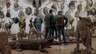 Thousands of Taxidermied Animals Seized in Spain