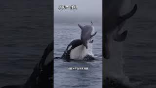 虎鯨群捕獵海豹 #看動物世界品百味人生 #野生動物零距離