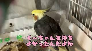 チュリチュリの後ヤチュコのツッコミにく〜たんズッコケまちゅw