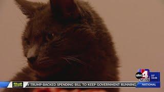 Utah family reunited with missing cat after 11 years away from home