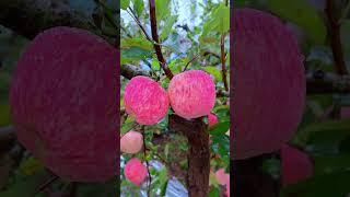 swwet apple #nature #viralvideo #travel #love #apple #beautiful