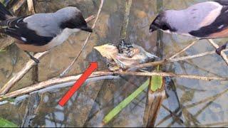 A baby bird learning to fly falls into the water and almost dies