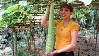 Ana Bushcraft - Harvest FISH, Gourd, Bitter Gourd - Free electric energy from water is restored