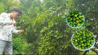 A day of harvesting kumquats and okra | Anh Nong Dan