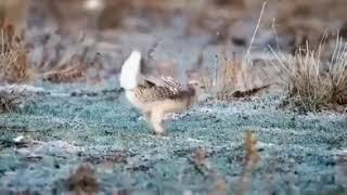 Amazing Tikling Bird Dance. Unexplainable Dance