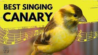 Canary Singing birds sounds at its best | Melodies Canary Bird song | Training Video
