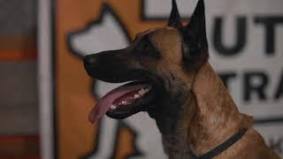 Utah K9 Training
