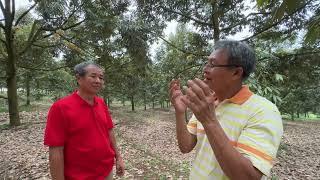 KEBUN DURIAN DI BOGOR BERBUNGA