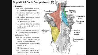 Superficial Back Muscles | Origins, Insertions, Actions, Etc