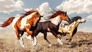 Wild Horses: Nature's Survivors in North America