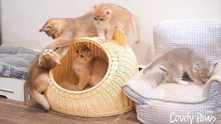 The hospitable kittens welcomed his cat siblings with all the toys and joy