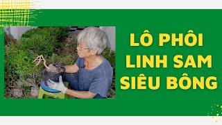 Lô phôi Linh Sam Siêu Bông l Dương Cây Cảnh