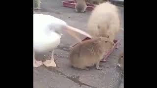 Pelican Trying To Eat Capybara || Funny Birds 