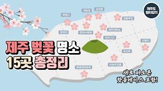 안 보면 후회하는 제주 벚꽃 명소/ 15곳 총정리 [제주 여행지도]