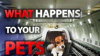 Traveling with Your Pets on Planes | real Pilot Explains