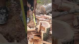 Splitting green oak