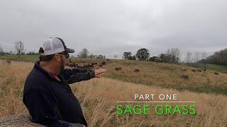 (Part One) Pasture Sage Grass or Broomsedge