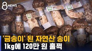 '금송이' 된 자연산 송이…1kg에 120만 원 훌쩍 / SBS