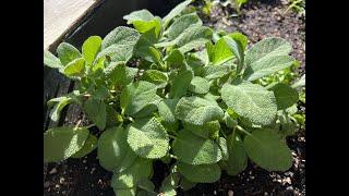 Sage - Very Hardy Perennial Herb You Must Grow