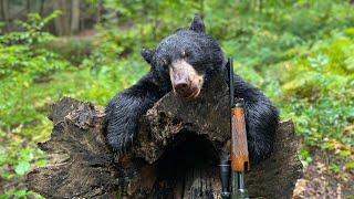 Massachusetts Bear Hunting 2023! Did The Buck Jump The Bear Or Bear Jump The Buck?