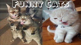 Pet Escape Artists | Funny Pet Video Compilation |Animals pets fun !! Cute Cats 