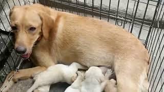 Quality Labrador puppy | 22days old puppy | Chennai RR fish Aquarium 9840474911