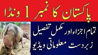 NATURAL DESI WANDA MAKING FORMULA FOR MILKING ANIMALS URDU AND HINDI/ WANDA FOR COWS AND BUFFALOES/