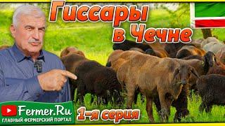 Чеченский опыт: как адаптируются гиссарские овцы Таджикистана в горах Кавказа
