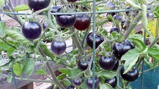 Growing tomato in raised beds - Indigo rose tomato variety