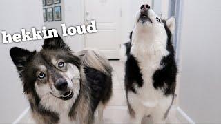 8 Funny Sounds My Huskies Make Everyday