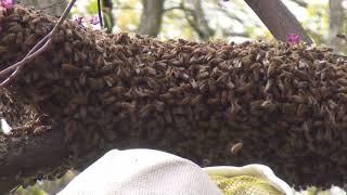 Watch a Swarm Start from a Hive Box