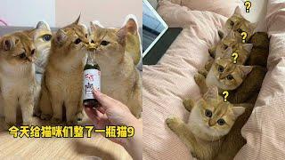 【牛奶是只猫】小老三：一个能喝的都没有！//小猫咪看电视竟然会上瘾！！